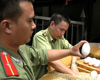 Trứng ngỗng Tàu ồ ạt nhập lậu vào thị trường Việt