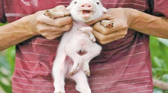 Kỳ lạ: Phát hiện chú lợn có tới 8 chân
