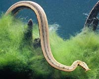 Phát hiện rắn mọc râu kì dị nhất thế giới tại Việt Nam