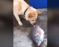 Cảm động: Clip chú chó hì hục hất nước cứu cá thoi thóp