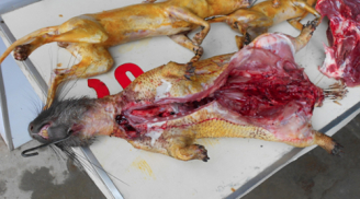 Ăn thịt thú rừng có nguy cơ bị nhiễm virus Ebola