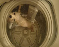 Hot boy 'tắm' chó bằng máy giặt gây phẫn nộ