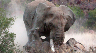 Tê giác mẹ liều mình chống voi điên để bảo vệ con