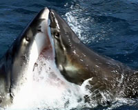 Cận cảnh cuộc chiến nảy lửa của hai con cá mập trắng
