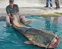 Bắt được thủy quái cá trê khổng lồ lớn nhất thế giới