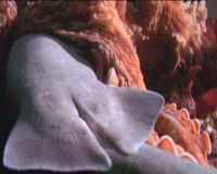 Cận cảnh cuộc đại chiến giữa bạch tuộc khổng lồ và cá mập hổ