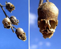 Giật mình loài hoa có hình hộp sọ người chết