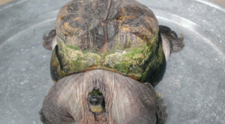 Phát hiện rùa “quái vật” có hình thù kỳ dị tại Tiền Giang