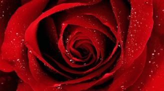 Trị dứt điểm viêm họng ngay tại nhà nhờ hoa hồng đỏ