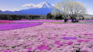 Mê mẩn ngắm biển hoa chi anh tuyệt đẹp dưới chân núi Phú Sĩ
