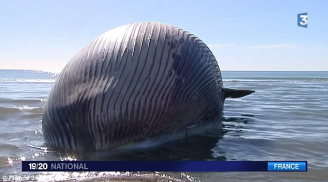Hoảng sợ vì xác cá voi khổng lồ dạt bờ, có nguy cơ phát nổ