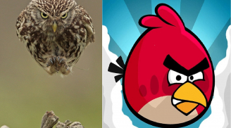 Bắt gặp chim cú giống hệt Angry Bird trong game