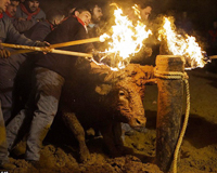 Kinh hoàng lễ hội... đốt bò tót ở Tây Ban Nha