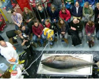 Phát hiện cá ngừ vây xanh trị giá hàng chục tỷ