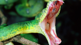 Nhận biết rắn độc để tránh xa sự nguy hiểm tới tính mạng