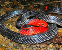 Những loài rắn độc, lạ nhất ở Việt Nam