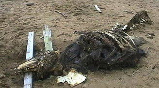 Kinh hoàng phát hiện bộ xương 'quái vật biển' thời tiền sử