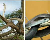 Cận cảnh loài rắn Mamba được mệnh danh tử thần Châu Phi