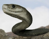 Thực hư về loài rắn khổng lồ nuốt chửng người ở Indonesia