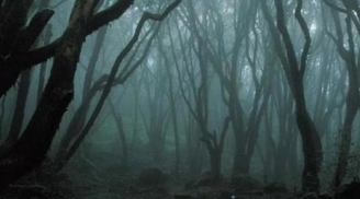 Bí ẩn khu rừng ma quái, khiến du khách mất tích ở Romania