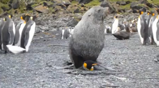 Chộp được cảnh hải cẩu... cưỡng bức chim cánh cụt