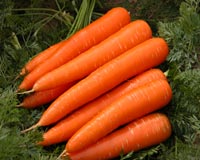 Cà rốt - siêu thực phẩm tăng khả năng sinh sản ở nam giới
