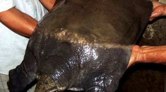 Ngư dân Việt bắt được con cua đinh khủng nặng 23,5kg