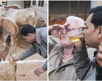Ấn Độ: Uống nước tiểu bò còn trinh để chữa… bách bệnh