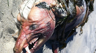Những 'quái vật biển' được phát hiện gây xôn xao nhất 2014