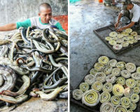 Rợn người cảnh lột da rắn làm túi xách tại Indonesia