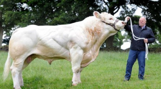 Chuyện lạ: Siêu bò khổng lồ nặng 2 tấn, cao hơn 2m