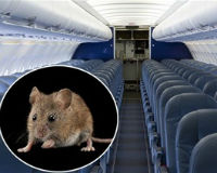 Máy bay Qatar Airways phải hoãn 6 giờ bay để… bắt chuột