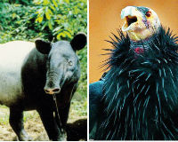 Điểm mặt những động vật có nguy cơ tuyệt chủng