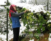 Tuyết đã tan tại Sa Pa, hoa màu gia súc không thiệt hại
