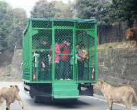 Trung Quốc: Sở thú hút khách vì dịch vụ... nhử thú dữ
