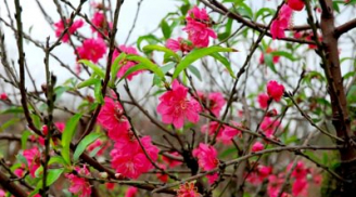 2 loài hoa mùa xuân có công dụng chữa bệnh cực hiệu nghiệm