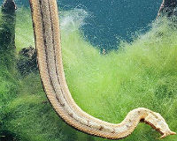Cận cảnh loài rắn có “hai sợi râu” độc nhất ở Việt Nam
