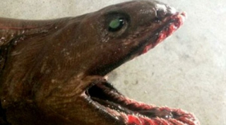 Kinh hãi phát hiện “quái vật biển” thời tiền sử có 300 răng