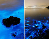 Bờ biển Hồng Kông phát ánh sáng xanh “kỳ lạ” vào ban đêm