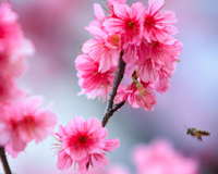 Ngắm hoa anh đào Nhật Bản đẹp nao lòng giữa Hà Nội