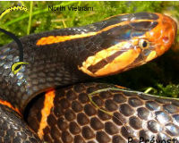 Cận cảnh loài rắn độc có cái đầu lạ nhất ở Việt Nam