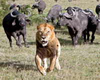 Ảnh đẹp nhất tuần: Đàn trâu đuổi sư tử chạy té khói