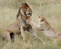 Ảnh đẹp nhất tuần: Sư tử quyết chiến tranh ngôi đầu đàn