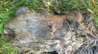Cận cảnh xác ướp tê giác lông mịn con đầu tiên trên thế giới