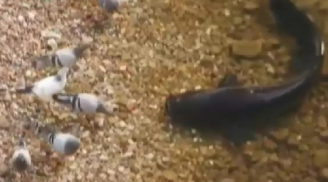 Kỳ lạ: Clip cá trê lao lên bờ bắt sống chim bồ câu