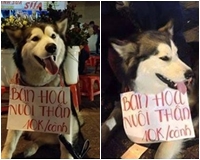 Cư dân mạng thích thú với chú chó Alaska “bán hoa nuôi thân”