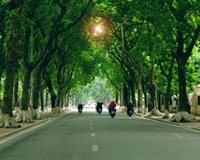 Dừng chặt hàng cây xanh trên các tuyến phố Hà Nội