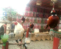 Thanh Hóa: Cấm bày bán chim trời trong vùng dịch gia cầm