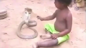Kinh hãi cảnh em bé chơi đùa với rắn hổ mang