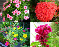 Chọn 10 loại hoa đẹp để tô điểm cho ban công nhà chung cư